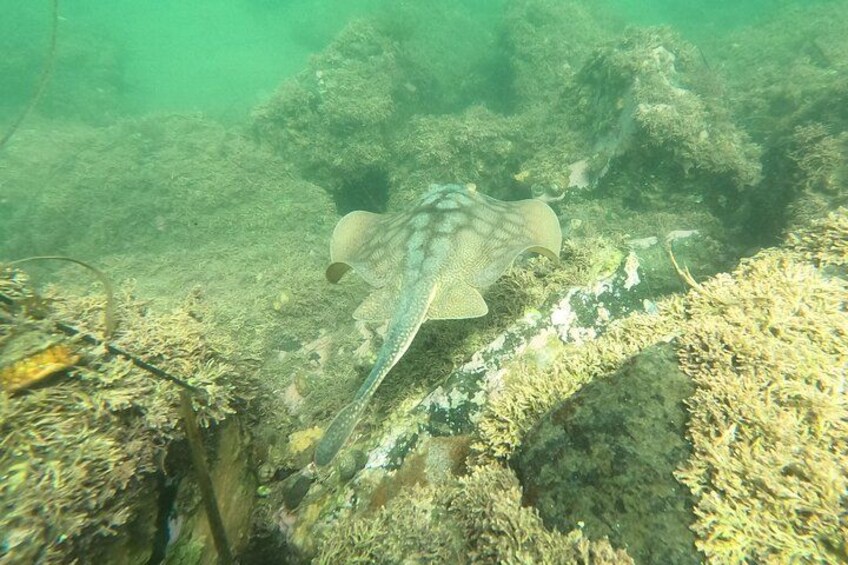 A stingray swimming near a coral reef. 2