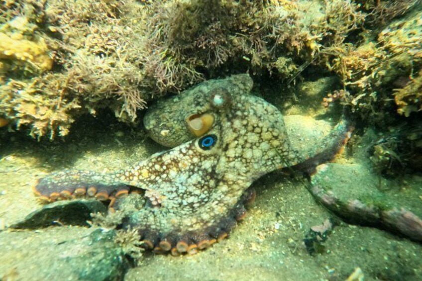 An octopus camouflaged among rocks and seaweed. 1