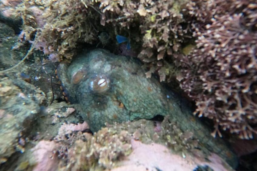 A fish camouflaged among rocks and seaweed. 2