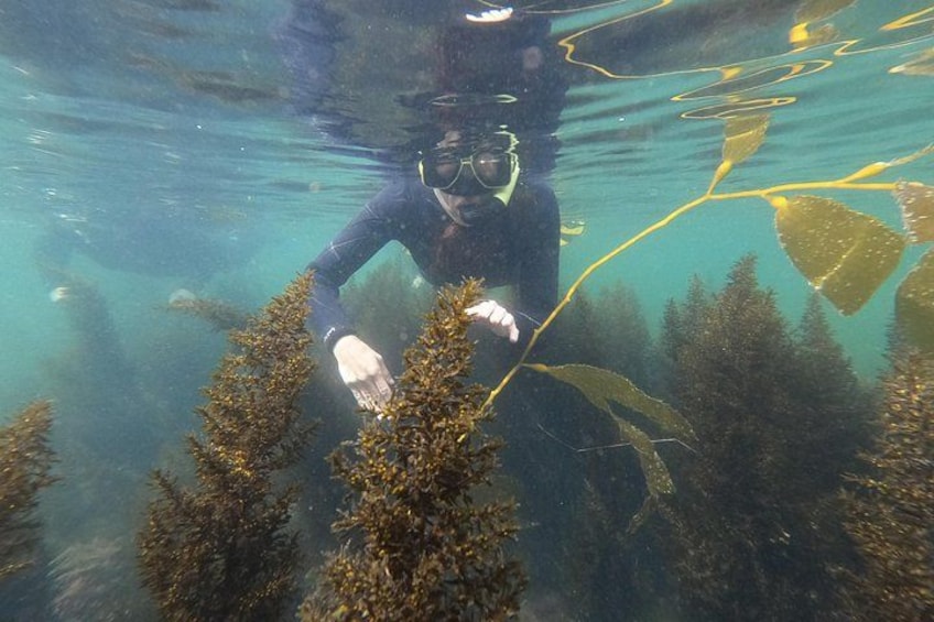 A person scuba diving underwater with seaweed and rocks. 3