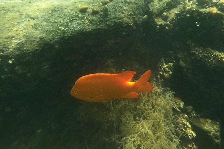 An orange fish swimming near underwater rocks and seaweed. 5