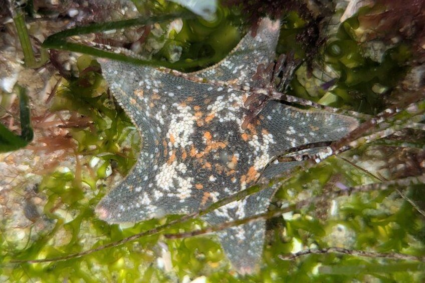 A starfish with white and orange spots on a rocky seabed with green algae. 4