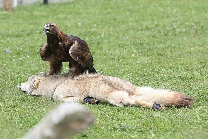 A bird of prey perched on a carcass in a grassy field. 2