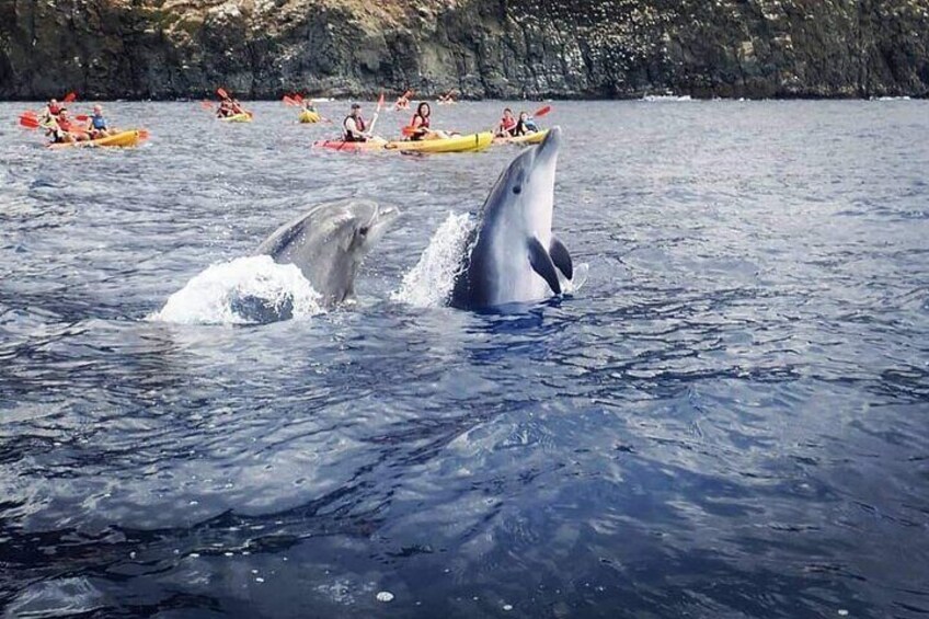 Kayak & Snorkel Safari: Look for Dolphins & Turtles in Tenerife 4