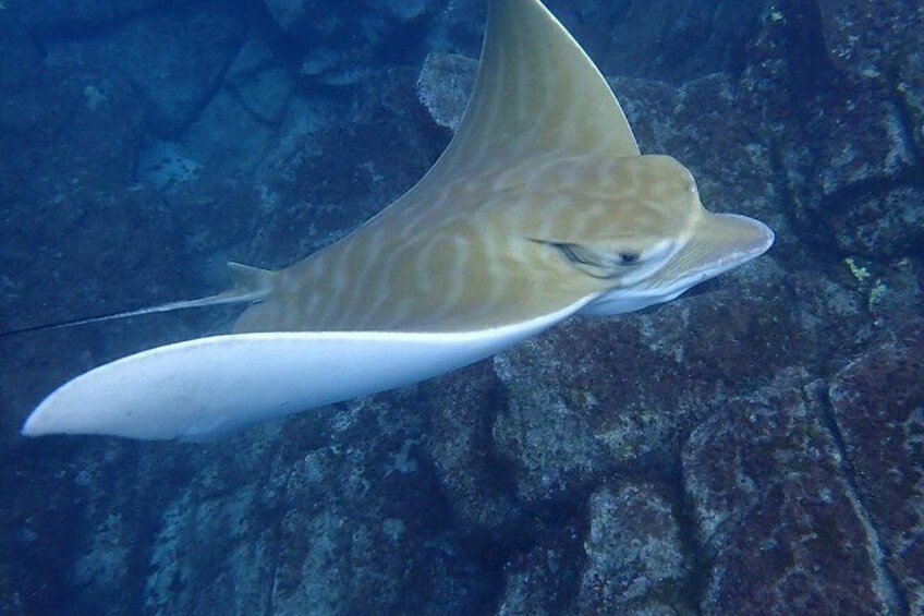 Kayak & Snorkel Safari: Look for Dolphins & Turtles in Tenerife 4