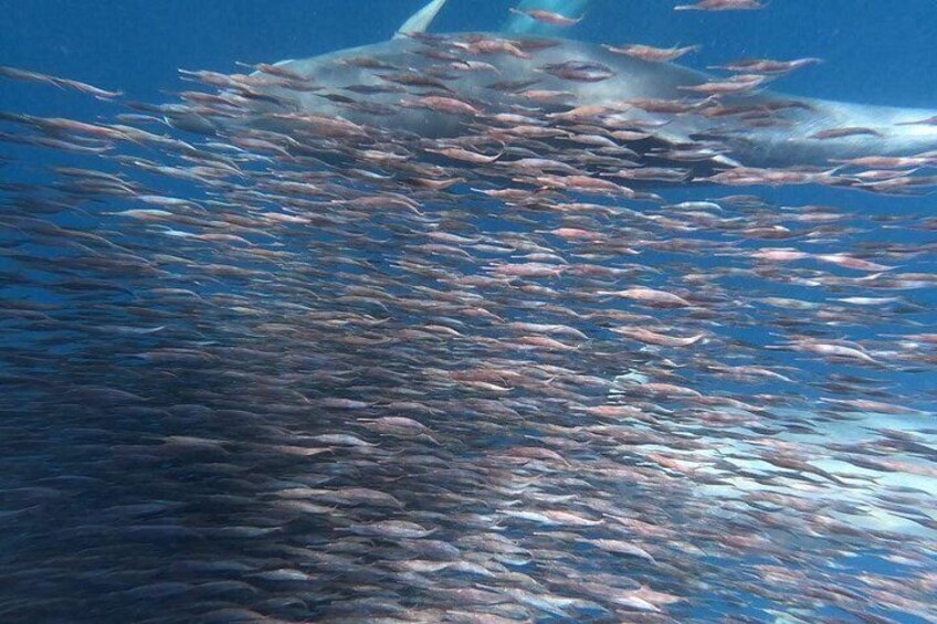 Kayak & Snorkel Safari: Look for Dolphins & Turtles in Tenerife 3