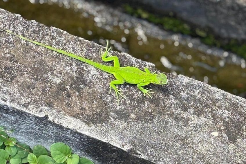 Un lézard vert sur un rebord en béton, près de l’eau. 3