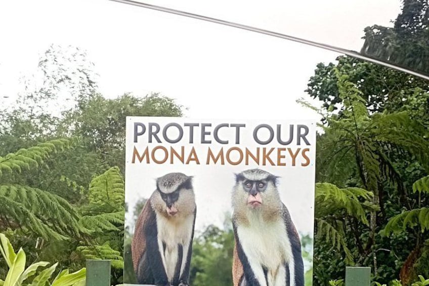 A Visit At Grand Etang To Interact With The Mona Monkeys. 1