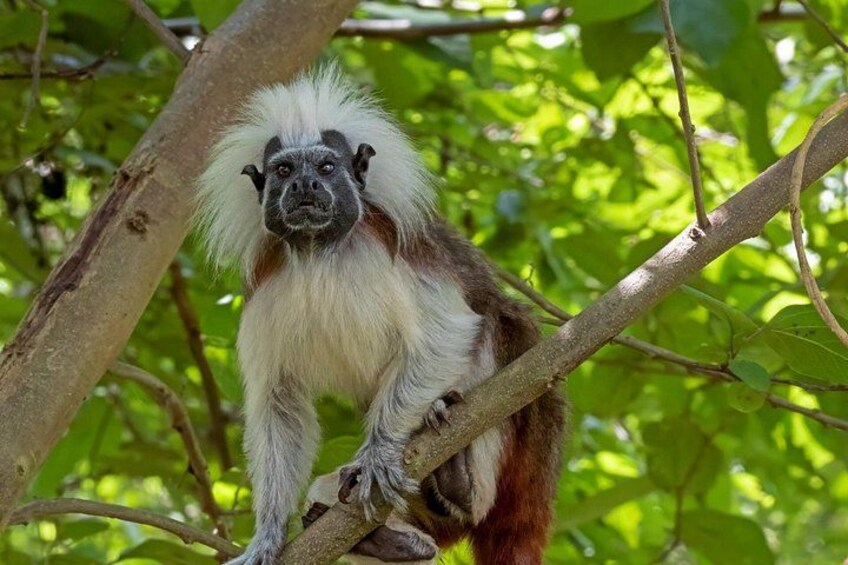 A monkey with white and brown fur sitting on a tree branch. 1