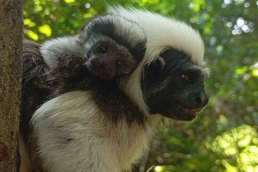 A monkey with a white and black face, holding a smaller monkey. 1