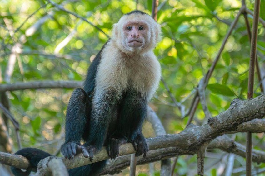 A monkey sitting on a tree branch in a forested area. 4