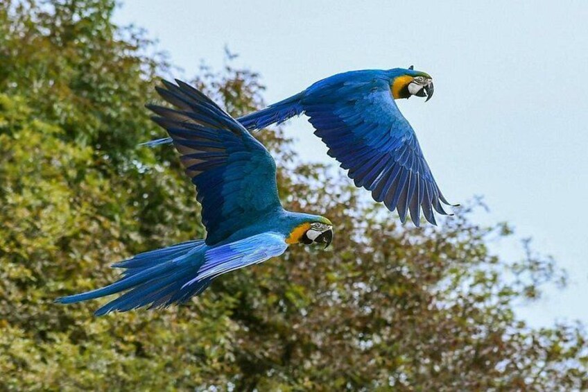 Two blue macaws flying with outstretched wings against a backdrop of trees. 5