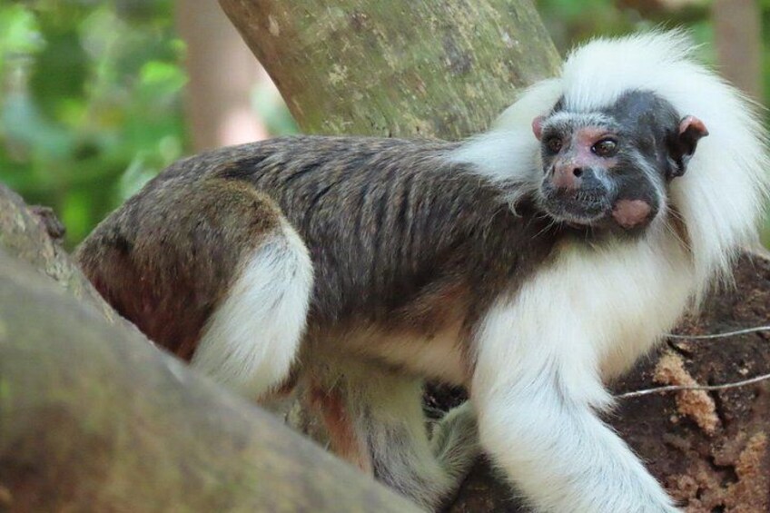 A monkey with white and dark fur, sitting on a tree branch in a forest. 3