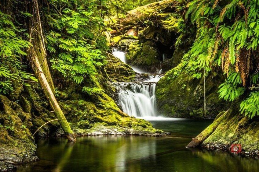 A waterfall in a lush forest with moss-covered rocks and ferns. 1