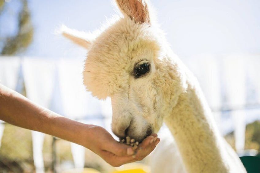 A llama being fed by a person. 2