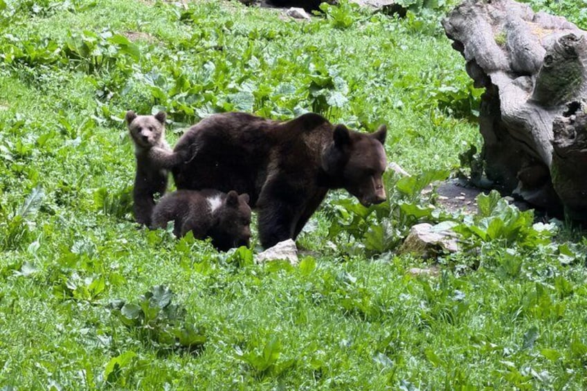 Bear Watching In Brasov: Observe Wild Bears From A Hideout (100%) 2