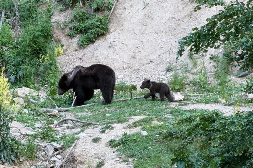Bear Watching In Brasov: Observe Wild Bears From A Hideout (100%) 3
