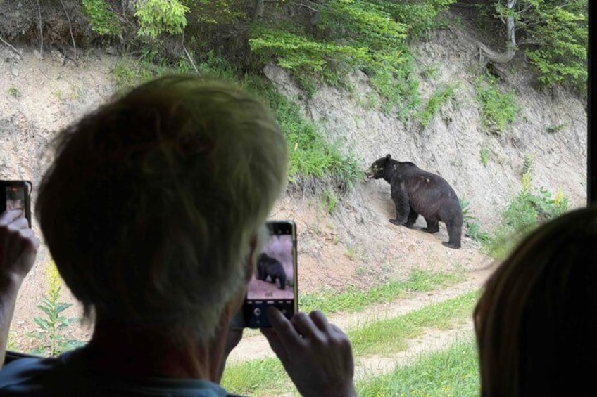 Bear Watching In Brasov: Observe Wild Bears From A Hideout (100%) 4