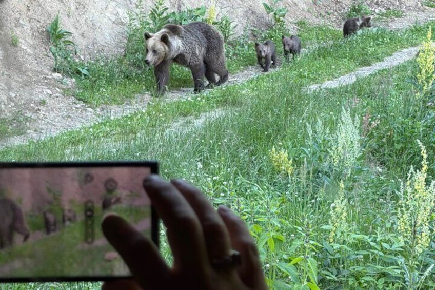 Bear Watching In Brasov: Observe Wild Bears From A Hideout (100%) 1