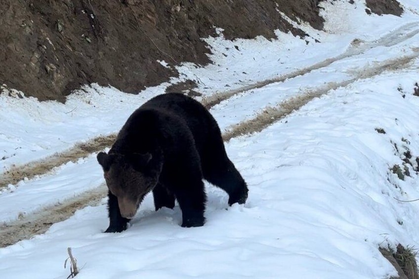 Bear Watching In Brasov: Observe Wild Bears From A Hideout (100%) 2