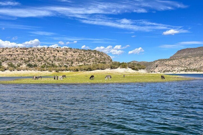 A lake with zebras grazing on the shore, surrounded by hills. 4