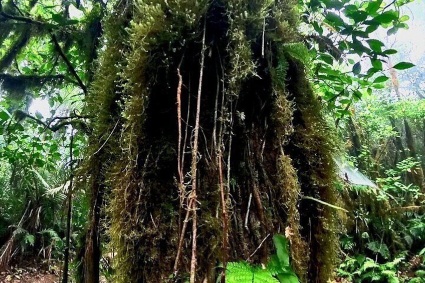 Ometepe trekking - Volcano Maderas By Happy Tours 3