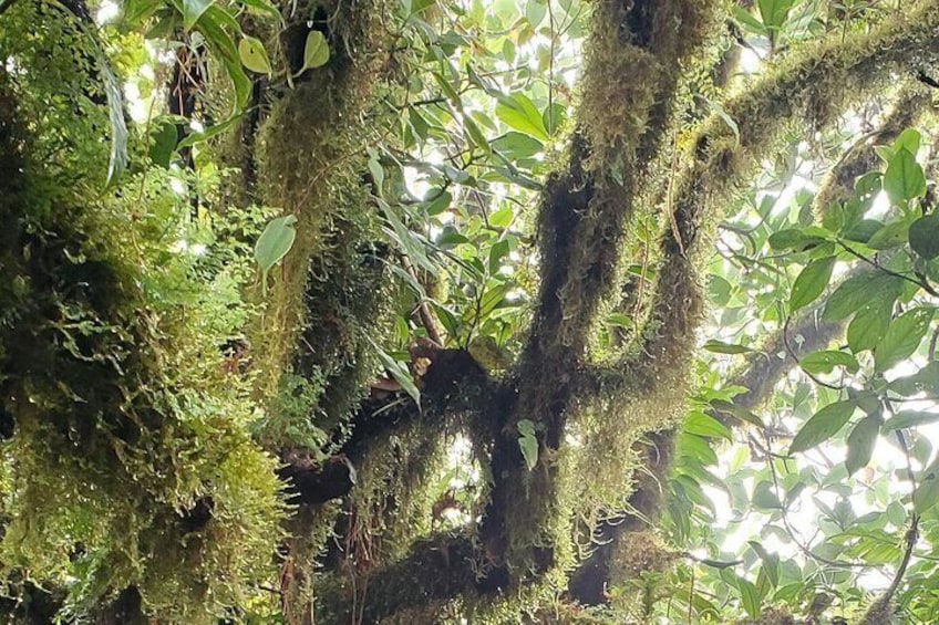 Ometepe trekking - Volcano Maderas By Happy Tours 5