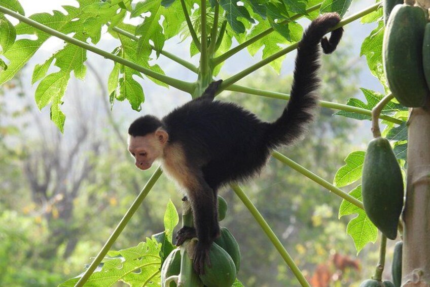 Monkey’s Creek: Hiking, Rugged Trails and wildlife Near Cartagena 4