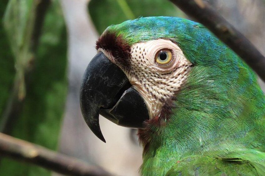 Monkey’s Creek: Hiking, Rugged Trails and wildlife Near Cartagena 2