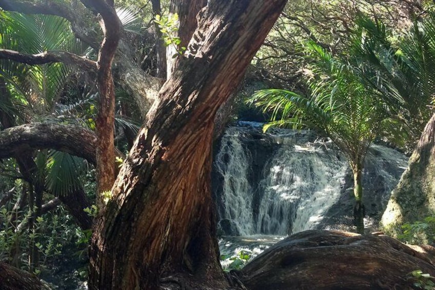 6 Hours Sightseeing Tour in Auckland 5