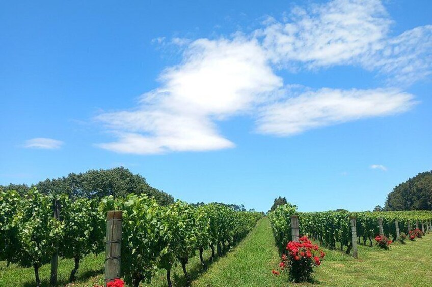6 Hours Sightseeing Tour in Auckland 5