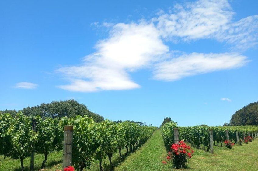 6 Hours Sightseeing Tour in Auckland 4