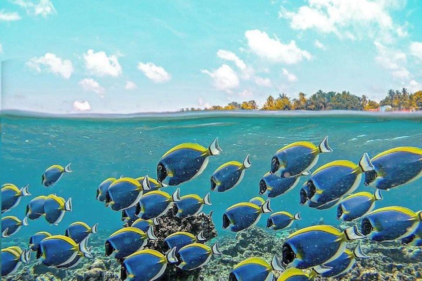 Ukulhas Tour A - 3 Points Snorkeling Tour 2