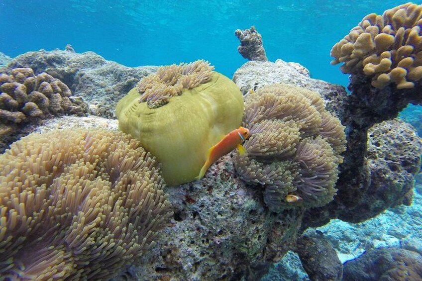 Ukulhas Tour A - 3 Points Snorkeling Tour 5