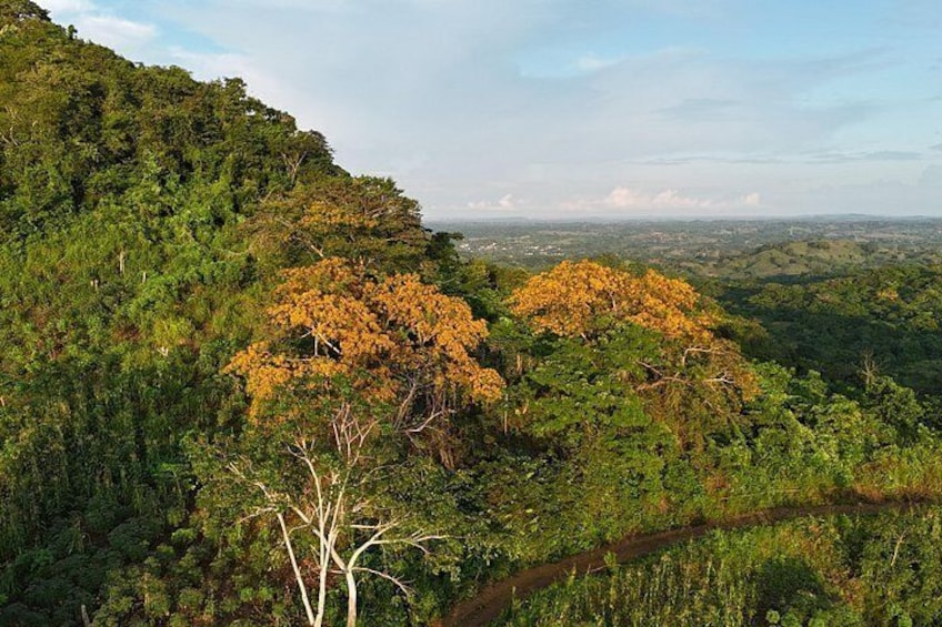 Paesaggio montuoso con fitta vegetazione verde e alcuni alberi dalle foglie gialle. 2