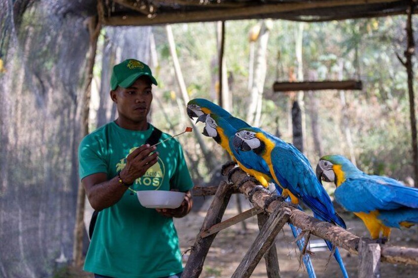 Una persona alimentando guacamayos azules y amarillos en un entorno natural. 5