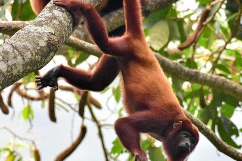 Un primate marrone-rossastro che si aggrappa a un ramo d'albero. 5