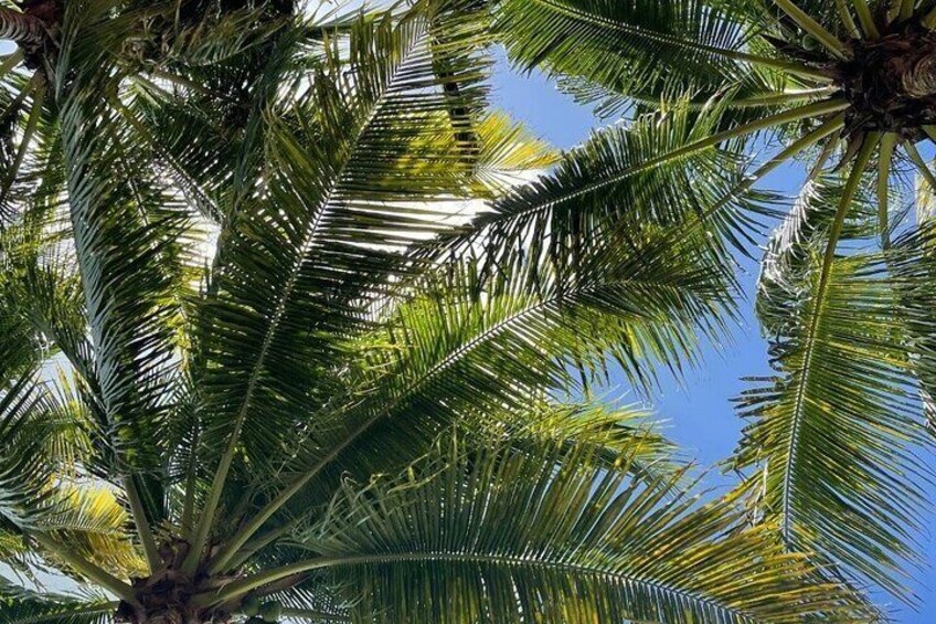 Una palmera con un cielo azul despejado al fondo. 4