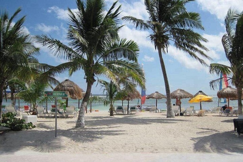 Una playa con palmeras, sillas y sombrillas. 4