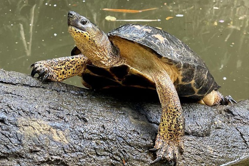 Eine Schildkröte auf einem Baumstamm am Wasser. 3