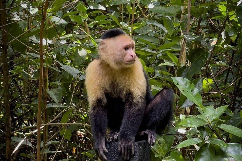 A monkey sitting on a tree branch surrounded by dense foliage. 4