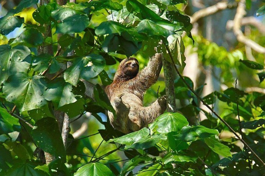 A sloth hanging from a tree branch amidst dense green foliage. 2