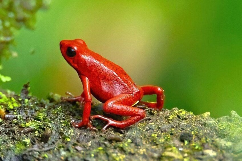 A red frog on a mossy surface. 3
