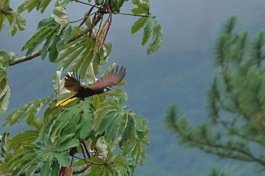 Ein Vogel mit ausgebreiteten Flügeln sitzt auf einem Ast mit grünen Blättern. 5