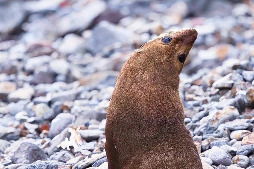 Una foca en una playa rocosa. 3