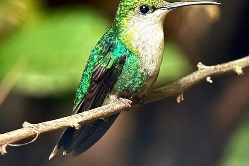 Ein Kolibri sitzt auf einem Ast. 3