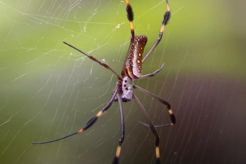 Eine Spinne in ihrem Netz. 5