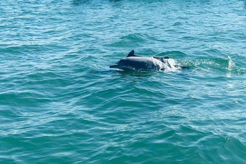 Ein Delfin schwimmt im Meer. 4