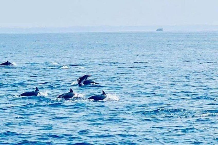 Delfine schwimmen im Meer. 3