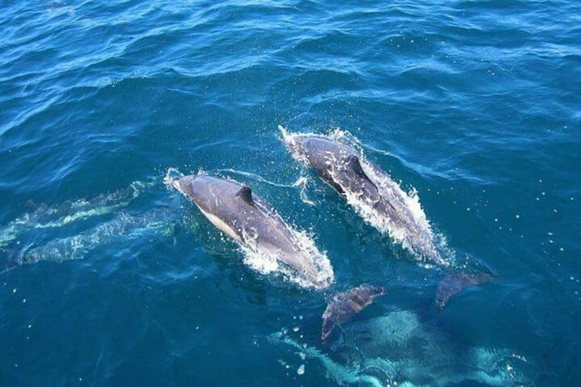 Zwei Wale springen aus dem Meer. 5